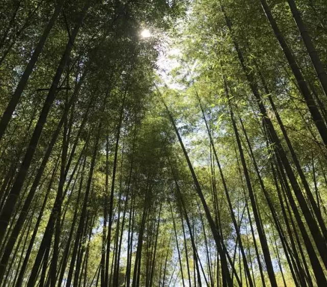 1529657308139767.jpg 1.webp_看图王.jpg